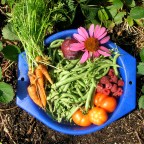 Herbs for Babies and Kids