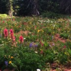 Summer 2017 Herbal Medicine Classes